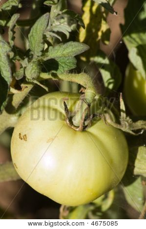 Tomatoe