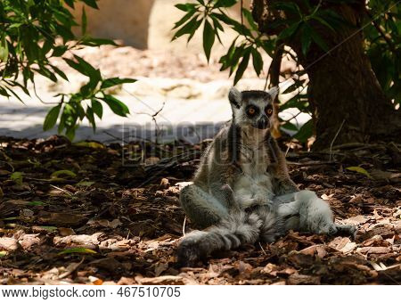 Valencia, Spain - May 18th 2018 - Ring-tailed Lemur (lemur Catta) Relaxes In A Meditation Pose In Bi