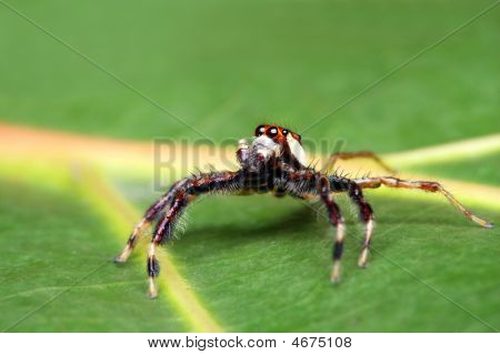 Spider (epeus Alboguttatus)
