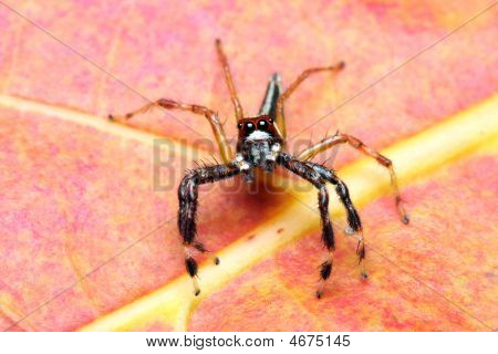 Spider (epeus Alboguttatus)
