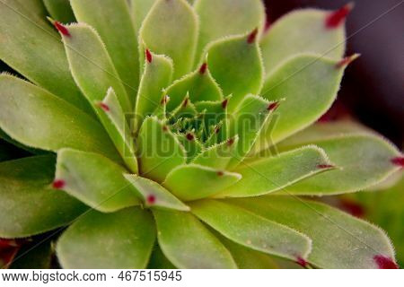 A Beautiful Green Plant With Red Tips