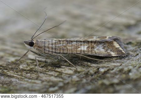 Closeup On A Mediterranean Beet Webworm Moth, Loxostege Sticticalis Sitting On Wood