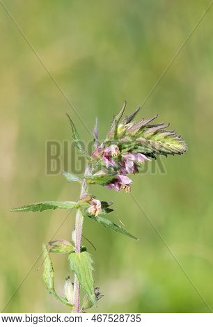Red Bartsia (odonites Vernus) Flower