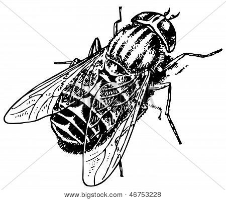 말 파리 Tabanus bovinus