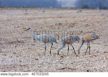 A Flock Of Sandhill Cranes Eating In A Cornfield