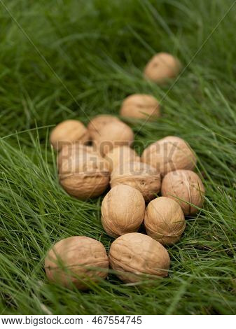 Full-sized Ripe Inshell Walnuts In Autumn, Selective Focus. Healthy Nuts Full Of Polyunsaturated Fat