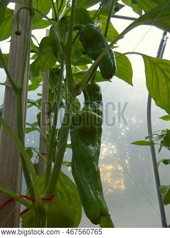 Close Up Of Peppers, Variety Nocero Giallo, Before Turning From Green To Red