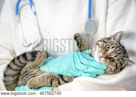 Doctor Vet Holding Tabby Striped Young Female Cat Kitty In Arms Stethoscope On Neck.scared Wide Open