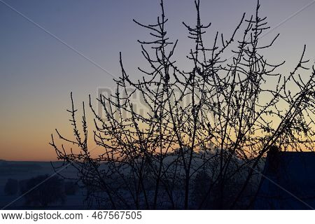 Winter Sunset Behind An Icy Bold Tree