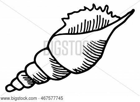 Seashell Sketch. Conch Shell Drawing. Beach Symbol