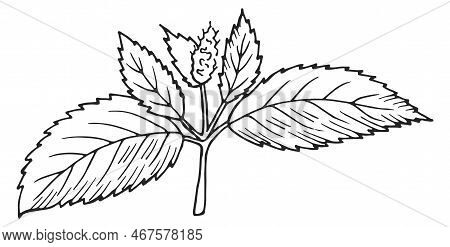 Peppermint Plant. Botanical Drawing. Hand Darwn Leaves