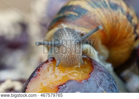 Natural Closeup On A Common European Garden Snail, Cornu Aspersum Eating Rotten Fruit