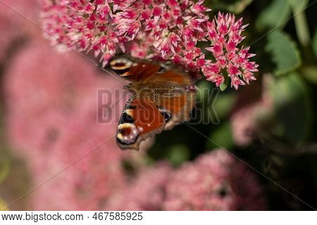 A Peacock Butterfly Is Eating On A Pink Sedum Flower - Hare Cabbage. A Flowerbed With Flowers Pollin