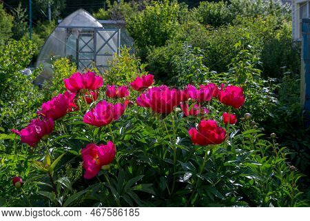 Herbaceous Peonies Scarlet O Hara In Flowers