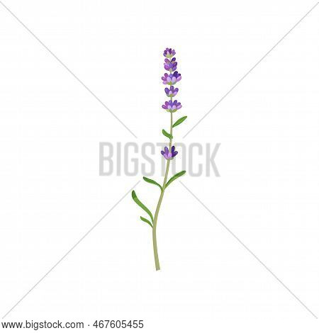 Lavender In Watercolor Style Illustration. Beautiful Purple Flower, Lavendar Or Lavander Isolated On