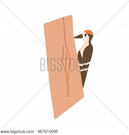 Woodpecker On Tree Trunk. Pecker Bird Sitting, Drilling Bark, Pecking Wood With Long Sharp Beak. For