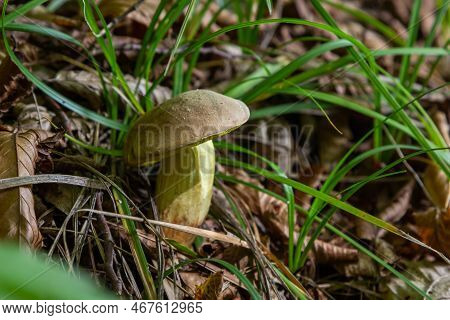 Beautiful Boletus Edulis Mushroom Banner In Amazing Green Moss. Old Magic Forest Mushrooms Backgroun