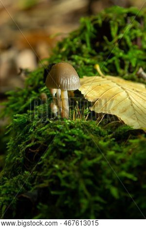 Amicable Family Of Mushrooms With Thin Legs Clustered Bonnet On A Green Background Mushroom-mycena I