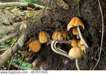 Coprinellus Micaceus. Group Of Mushrooms On Woods In Nature
