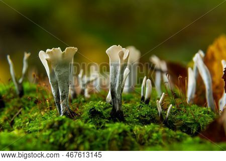 Amazing Litte Mushroom Looks Like Branches With Drops Of Dew - Xylaria Hypoxylon