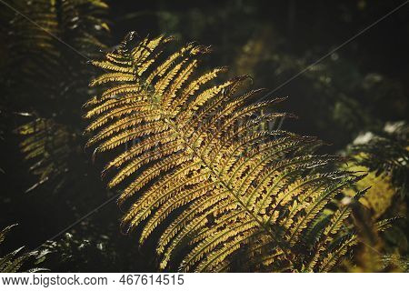 Yellow Green Fern Leaf At Autumn Time With Autumn Light. Fern Leaf In Foreground. Light Shines On Th