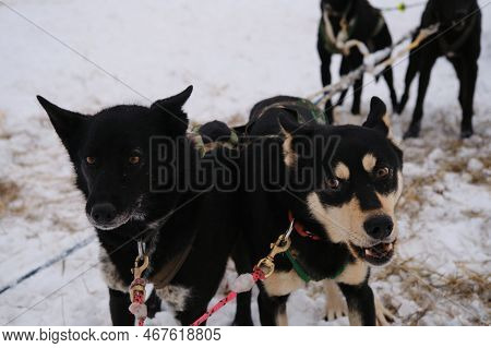Two Black Mixed Breed Dogs Sporting Mestizos Stand Together In Winter Harnessed Team And Wait For St