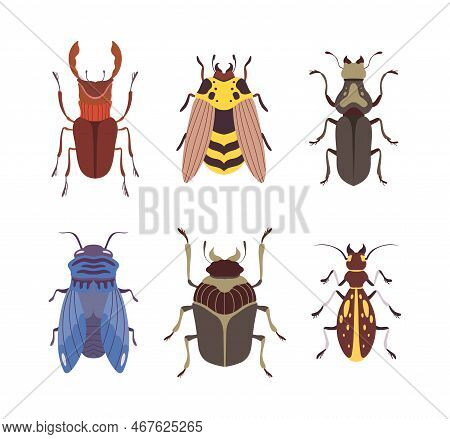 Beetles And Bugs As Winged Crawling And Creeping Insect Vector Set