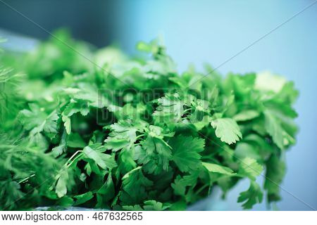 Close Up. Fresh Dill On The Table.