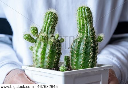 Someone Holding A Pot Of Strange Echinopsis Calochlora Cactus Stretching Caused Of Lack Of Sunlight.