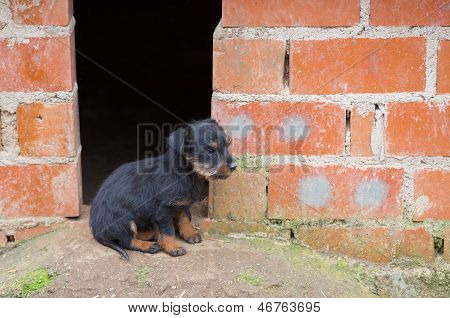 Dachshund เล็กสีน้ำตาล