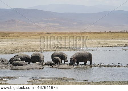 A Bloat Of Hippopotami In Lake Magadi, Ngorongoro Crater, Tanzania, On A Hazy Day.