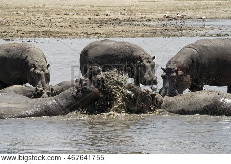Two Male Hippopotami Fighting In The Magadi Lake, Ngorongoro Crater, Tanzania.