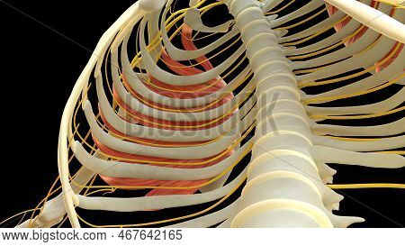 Serratus Anterior Muscle Anatomy For Medical Concept 3d Illustration
