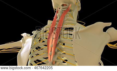 Splenius Cervicis Muscle Anatomy For Medical Concept 3d Illustration