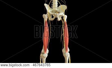 Vastus Intermedius Muscle Anatomy For Medical Concept 3d Illustration