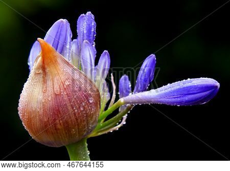 A Beautiful Purple Flower With Black Background