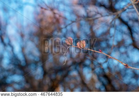 Seeds Of Exochorda Korolkowii In Autumn Against A Blue Sky. Exochorda Albertii Is A Species Of Rose