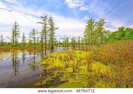 Cypress Swamp On A Sunny Day
