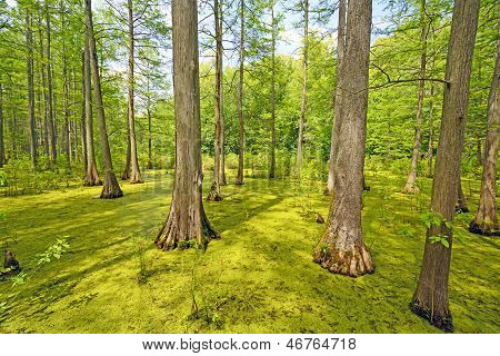 Hidden Cypress Forest On A Sunny Day