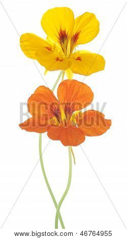 Nasturtium