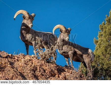 Two Bighorn Rams Stand Safely And Stately On Top Of A Rugged Canyon Wall Overlooking The Canyon Bene