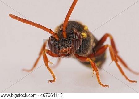 Detailed Frontal Closeup On A Colorful Red Female Orange-horned Nomad Bee, Nomada Fulvicornis Isolat