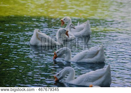 Swans Are Swimming In The Water And Looking For Food