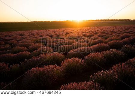 Beautiful Lavender Field. Summer Sunset Landscape, Horizon With Sunburst. Copy Space