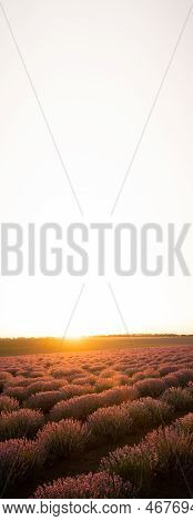 Beautiful Lavender Field. Summer Sunset Landscape, Horizon With Sunburst. Copy Space. Vertical Banne