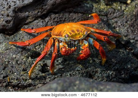 Czerwony krab na skale, Wyspy Galapagos