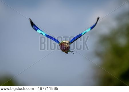Lilac-breasted Roller Flies With Wings Spread Wide