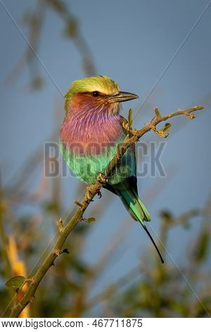 Lilac-breasted Roller On Diagonal Branch Turns Head