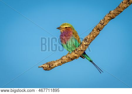 Lilac-breasted Roller On Branch In Blue Sky
