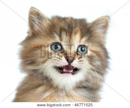 Szylkret kotek zbliżenie portret